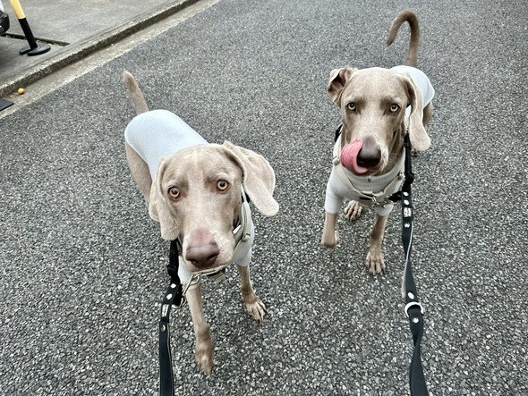 ワイマラナーの兄弟