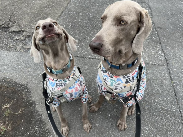 ワイマラナーの兄弟