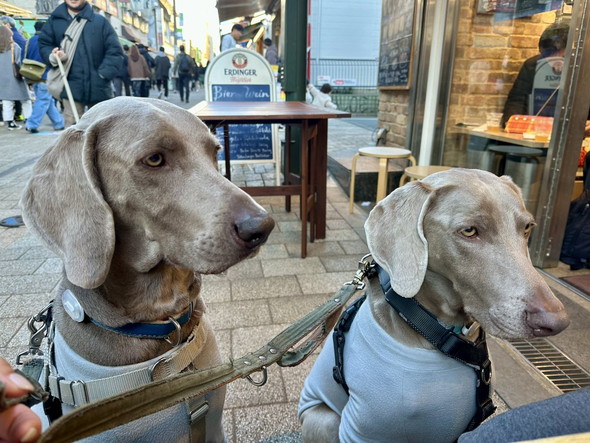 ワイマラナーの兄弟