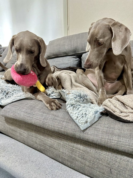 ワイマラナーの兄弟