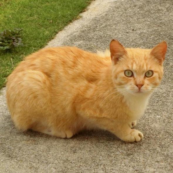 茶トラ猫の特徴・迎え方