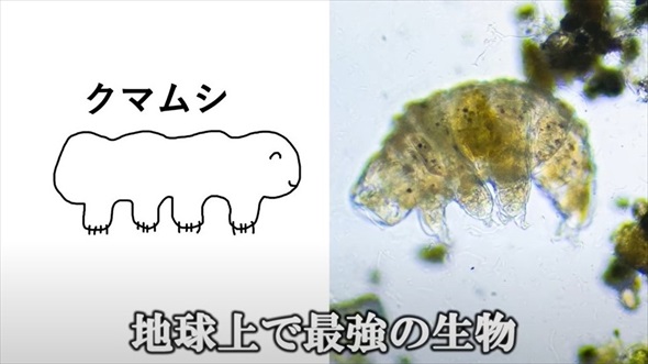 新宿歌舞伎町でクマムシ探してみた