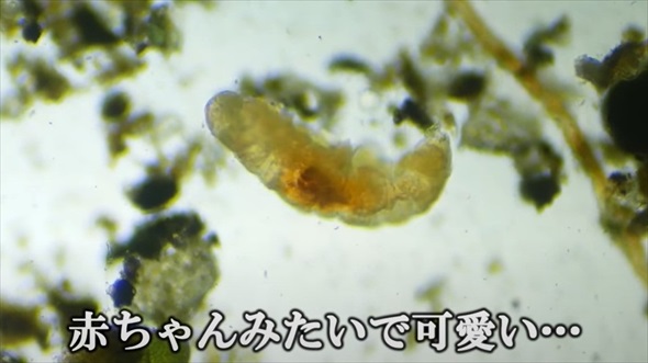 新宿歌舞伎町でクマムシ探してみた