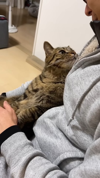 文句を言いながらも飼い主さんから離れない猫ちゃん