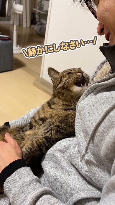 文句を言いながらも飼い主さんから離れない猫ちゃん