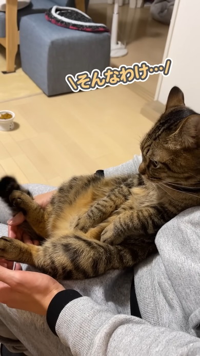 文句を言いながらも飼い主さんから離れない猫ちゃん