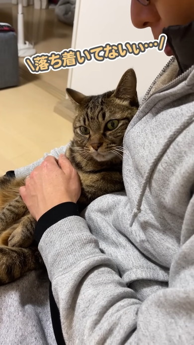 文句を言いながらも飼い主さんから離れない猫ちゃん