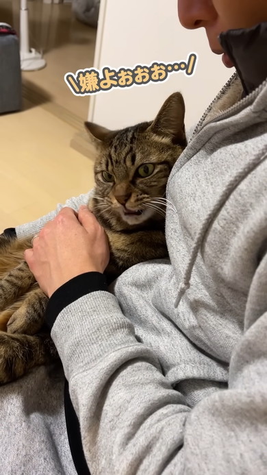 文句を言いながらも飼い主さんから離れない猫ちゃん