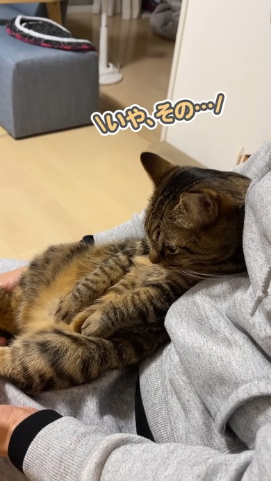 文句を言いながらも飼い主さんから離れない猫ちゃん