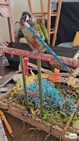 えんぴつをくわえるインコ