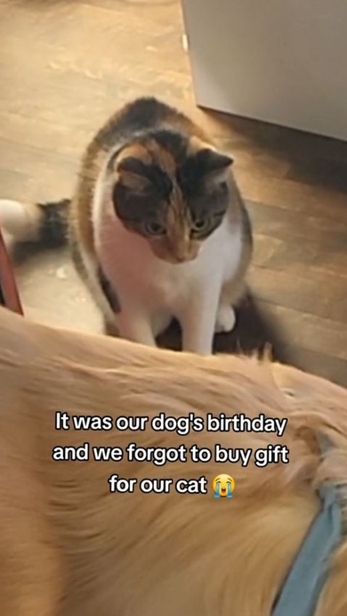 猫の癒やし動画