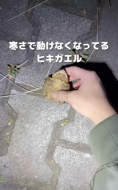 寒さで動けなくなったヒキガエル