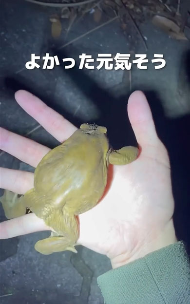 寒さで動けなくなったヒキガエル