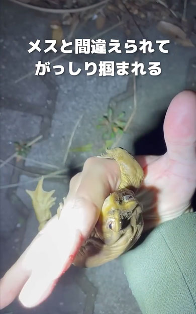 寒さで動けなくなったヒキガエル