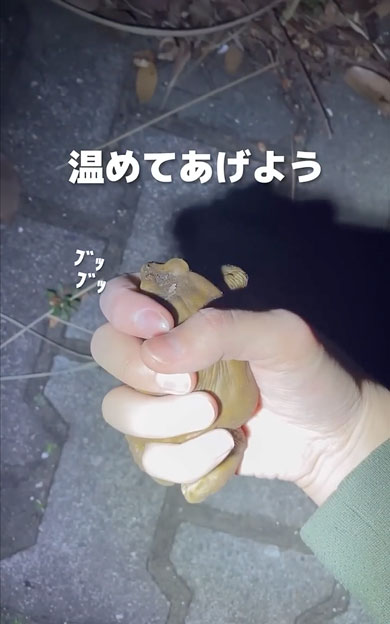 寒さで動けなくなったヒキガエル