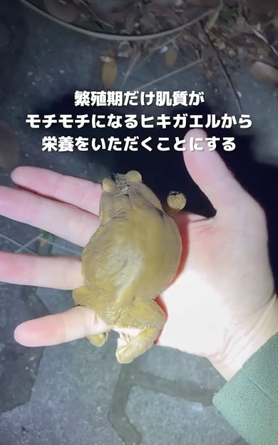 寒さで動けなくなったヒキガエル