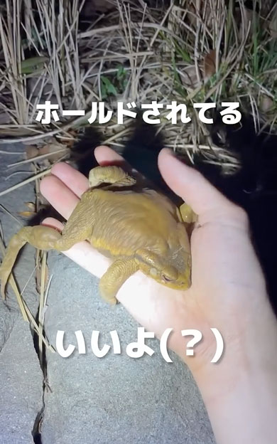 寒さで動けなくなったヒキガエル