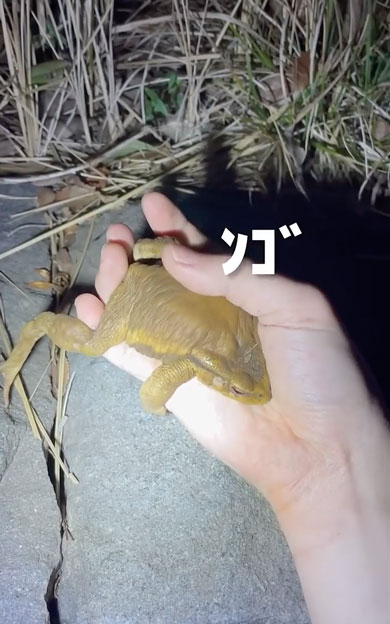 寒さで動けなくなったヒキガエル