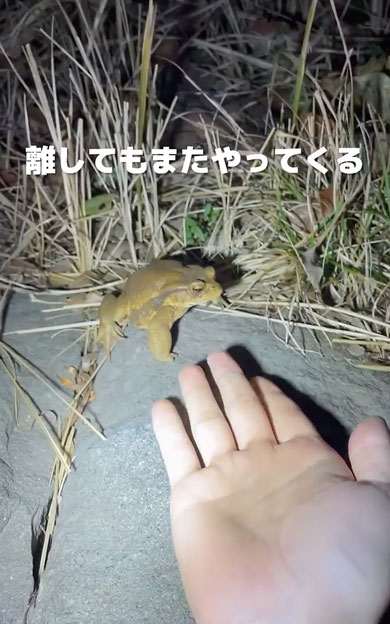 寒さで動けなくなったヒキガエル