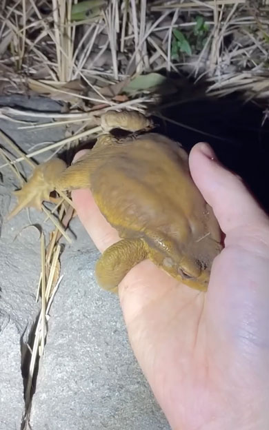 寒さで動けなくなったヒキガエル