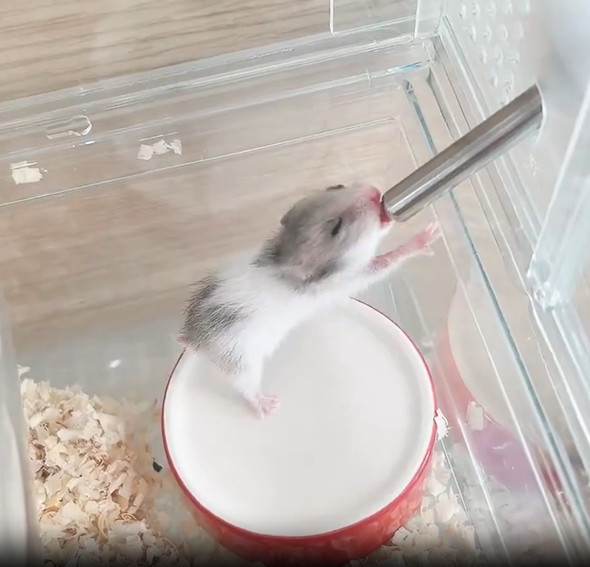 お水を飲むハムスターの赤ちゃん