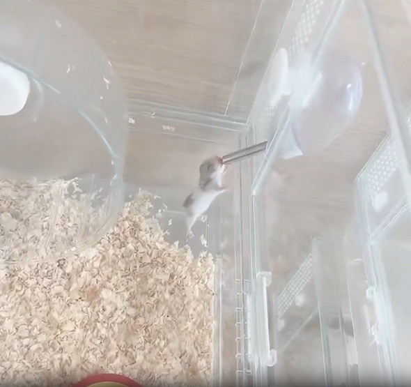 お水を飲むハムスターの赤ちゃん