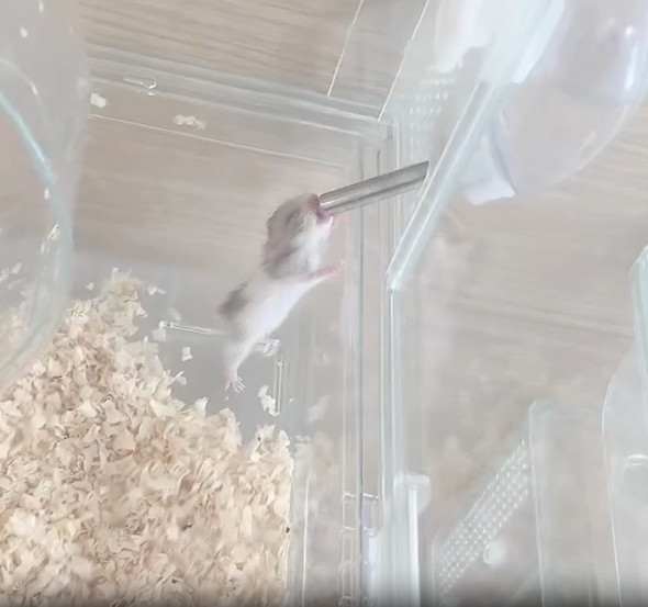 お水を飲むハムスターの赤ちゃん