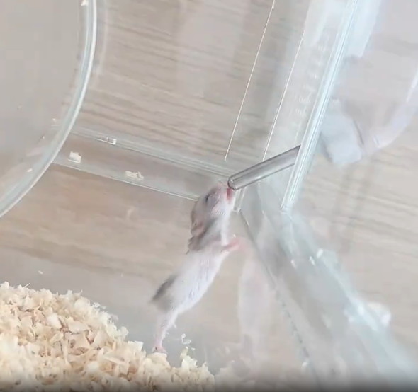 お水を飲むハムスターの赤ちゃん