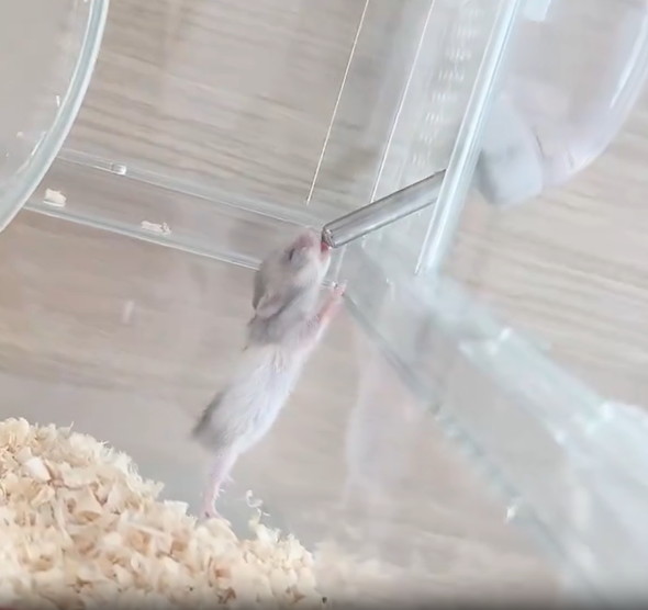 お水を飲むハムスターの赤ちゃん