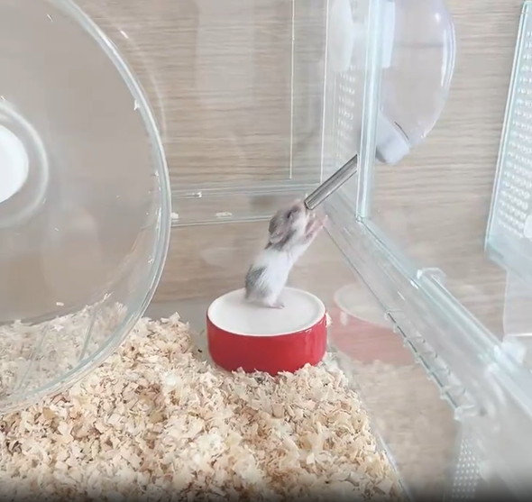 お水を飲むハムスターの赤ちゃん