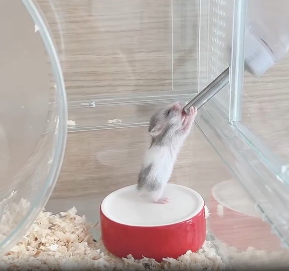お水を飲むハムスターの赤ちゃん
