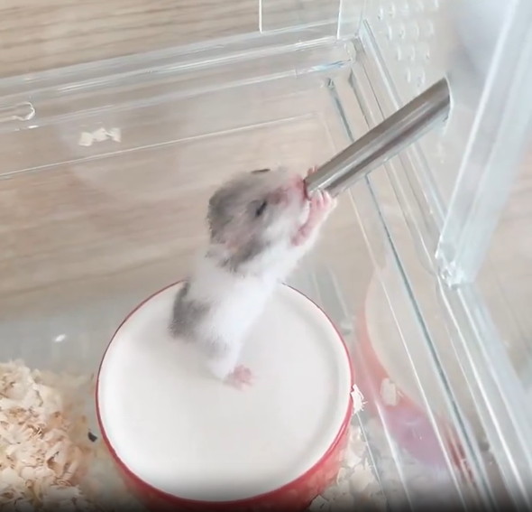 お水を飲むハムスターの赤ちゃん