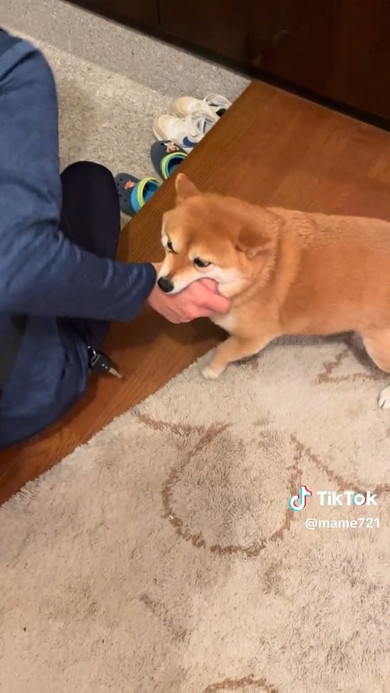 手をくわえた犬