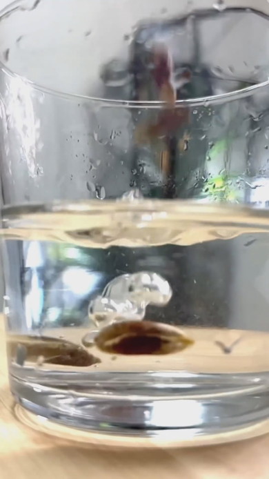 デーツからヤシの木を栽培する方法