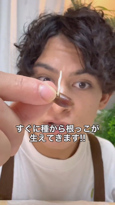 デーツからヤシの木を栽培する方法