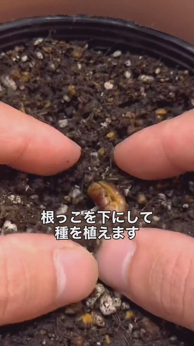 デーツからヤシの木を栽培する方法