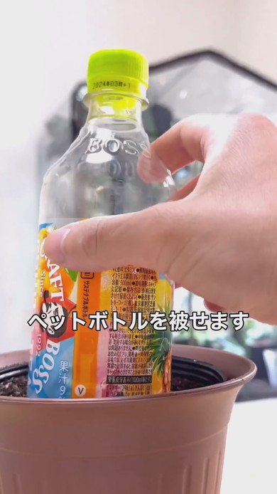 デーツからヤシの木を栽培する方法