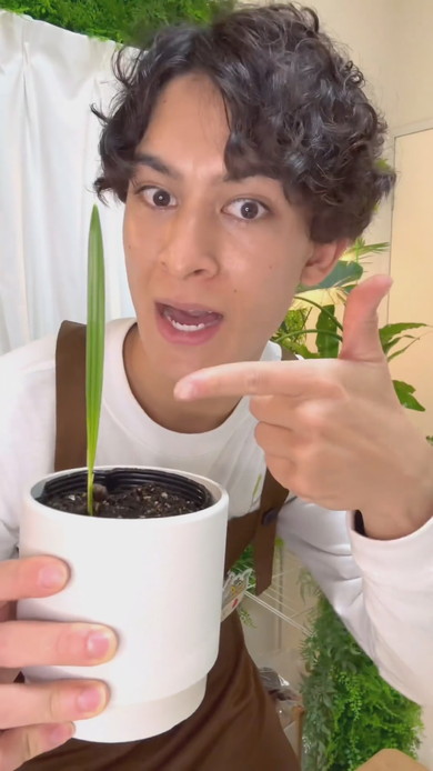 デーツからヤシの木を栽培する方法