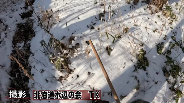 真冬の北海道の川で熱帯魚の捕獲