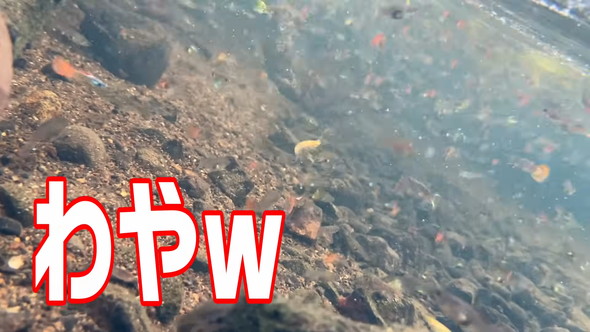 真冬の北海道の川で熱帯魚の捕獲