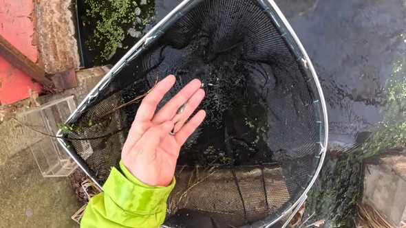 真冬の北海道の川で熱帯魚の捕獲