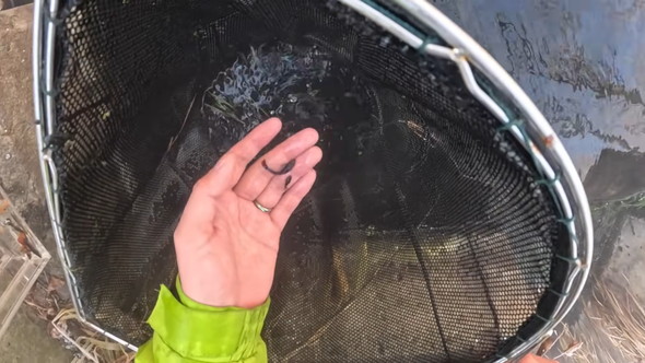 真冬の北海道の川で熱帯魚の捕獲