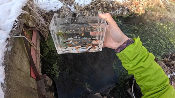 真冬の北海道の川で熱帯魚の捕獲