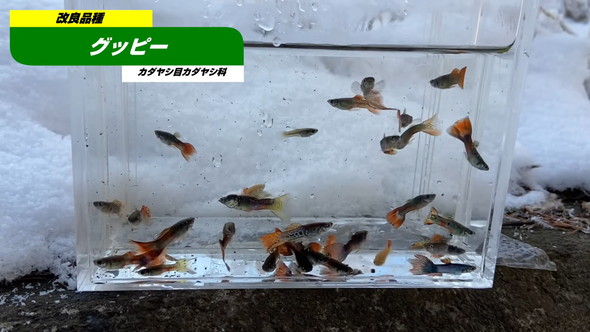 真冬の北海道の川で熱帯魚の捕獲