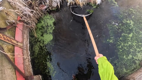 真冬の北海道の川で熱帯魚の捕獲