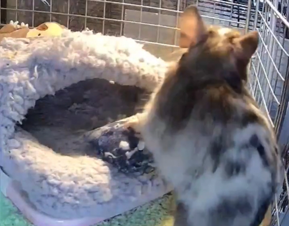 キョロキョロ周りを見渡すデグー