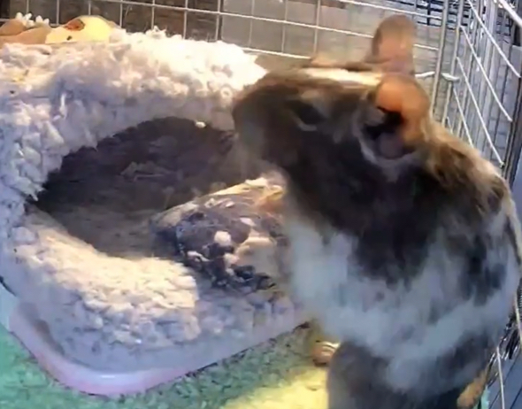 飼い主の声に気づくデグー