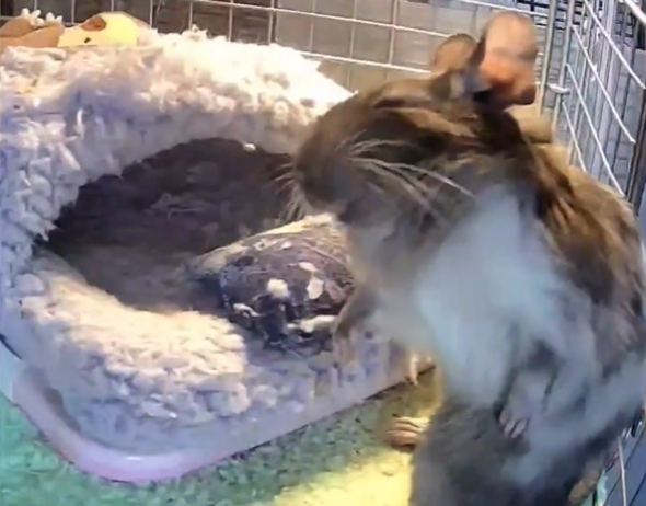 なでてポーズをするデグー