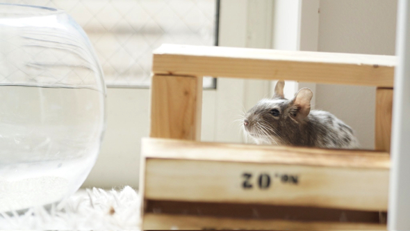 部屋んぽを楽しむデグー