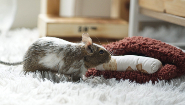 部屋んぽを楽しむデグー